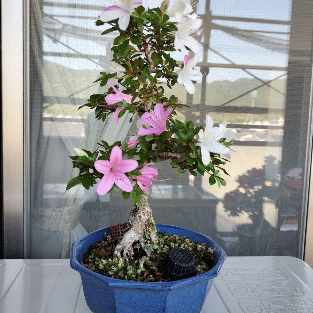 Amazon｜サツキ 盆栽 八角形 青い鉢｜観葉植物 オンライン通販